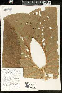 Anthurium dolichostachyum image