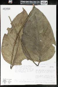 Anthurium lancea image