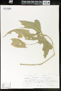 Anthurium longissimum image