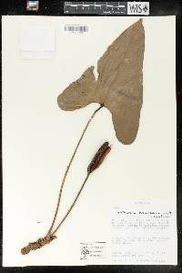 Anthurium obtusilobum image