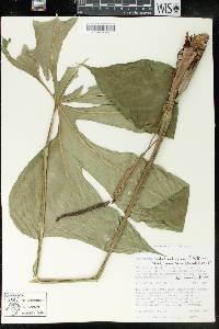 Anthurium pedatoradiatum subsp. helleborifolium image