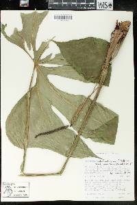 Anthurium pedatoradiatum image