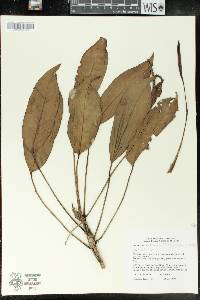 Anthurium pittieri var. pittieri image