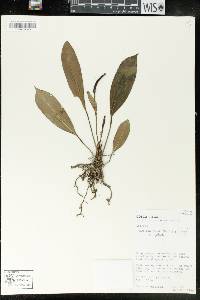 Anthurium pittieri var. pittieri image
