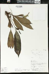 Anthurium pittieri var. pittieri image