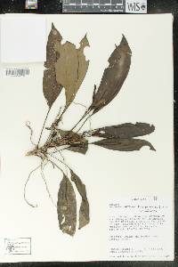 Anthurium pittieri var. pittieri image