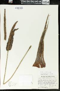 Anthurium protensum image