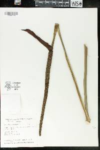 Anthurium schlechtendalii image