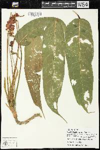 Anthurium testaceum image