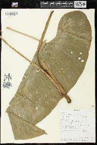 Anthurium truncicola image