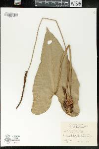 Anthurium verapazense image