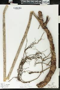 Anthurium ranchoanum image