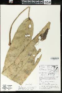 Anthurium wendlingeri image