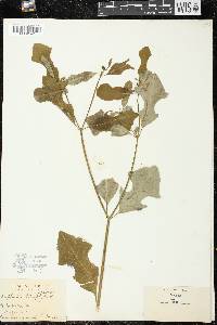 Euphorbia heterophylla image