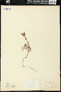 Chamaesyce hirta image