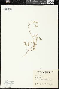 Chamaesyce hyssopifolia image