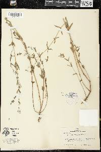 Chamaesyce hyssopifolia image