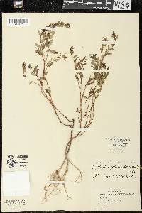 Chamaesyce hyssopifolia image