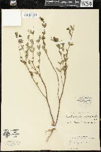 Chamaesyce hyssopifolia image