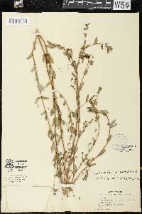 Chamaesyce hyssopifolia image