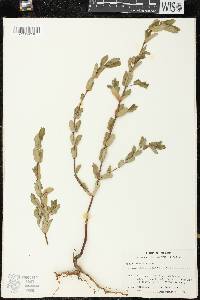 Chamaesyce hyssopifolia image