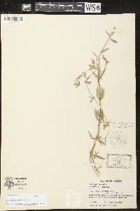 Cynanchum maccartii image
