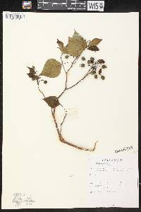 Homalanthus populifolius image