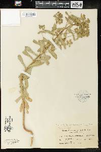 Euphorbia spathulata image