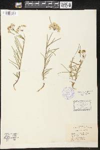 Asclepias michauxii image