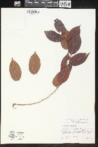 Phyllanthus ruber image