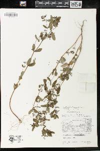 Chamaesyce hyssopifolia image