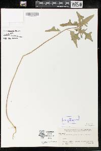 Chamaesyce hyssopifolia image