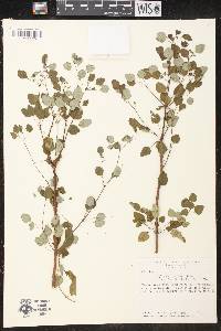 Euphorbia petiolaris image