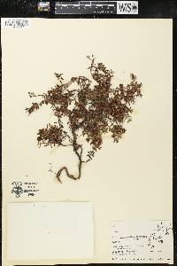 Loiseleuria procumbens image