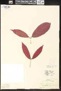 Excoecaria cochinchinensis image