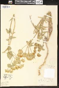 Euphorbia serrata image