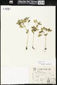 Peperomia hintonii image
