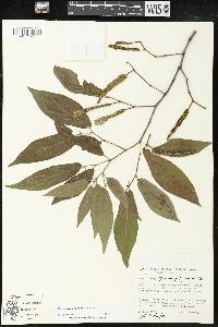 Piper pseudo-fuligineum image