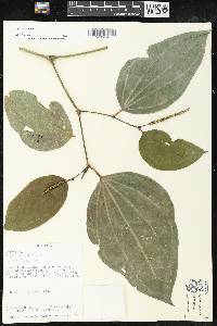 Piper reticulatum image