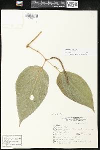Piper schiedeanum image