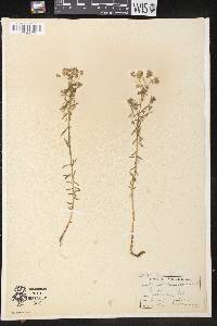 Euphorbia cyparissias image