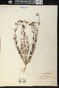 Stenaria nigricans image