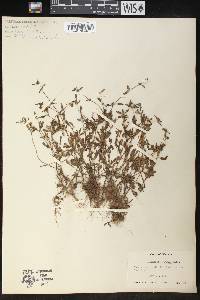 Spermacoce keyensis image