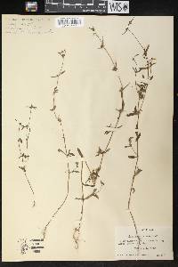 Spermacoce keyensis image