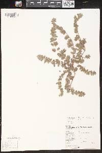 Euphorbia velleriflora image