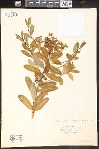 Euphorbia austriaca image