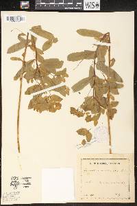 Euphorbia carniolica image