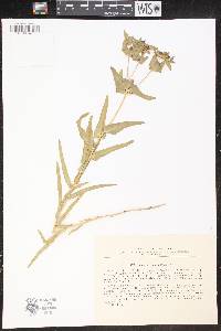 Euphorbia bungei image