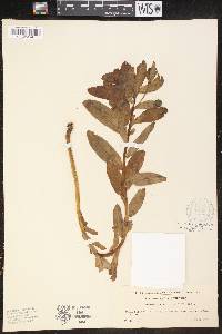 Euphorbia carpatica image