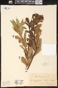 Euphorbia carpatica image